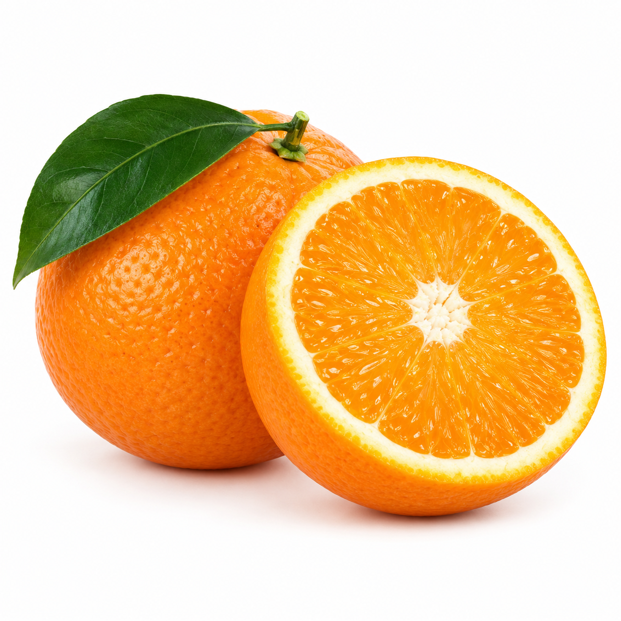 Illustration de navel sur fond blanc